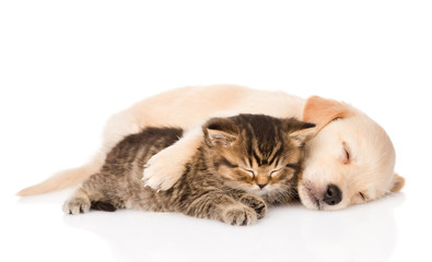 golden retriever puppy dog and british cat sleeping together. 