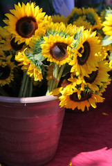 Poster - sunflowers in vase