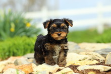 Cute Yorkshire Terrier Standing On Stone Pathway