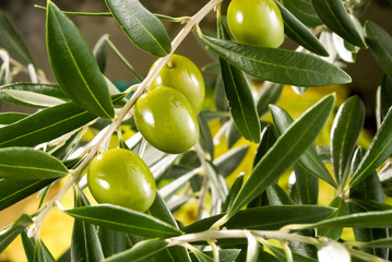 Wall Mural - olive tree branch