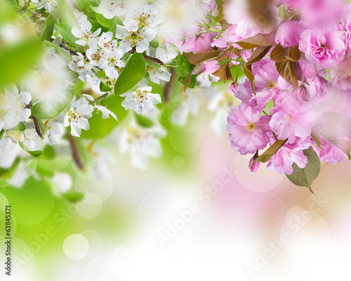 Obraz w ramie Spring blossoms background