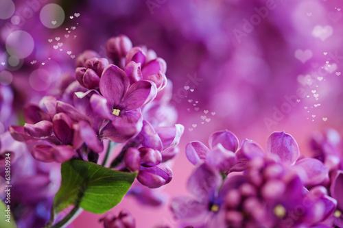 Naklejki bzy  fioletowy-liliowy