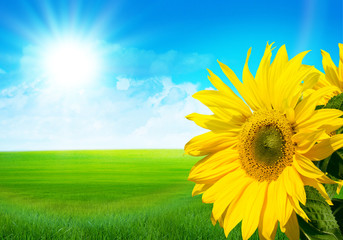 Wall Mural - sunflower