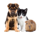 Fototapeta Koty - kitten and puppy and guinea pig