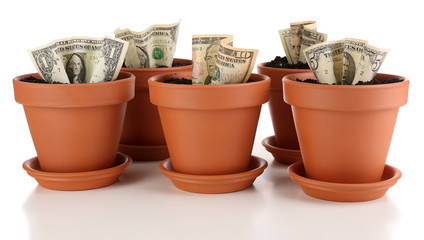 Business concept: growing money in the flowerpots, isolated