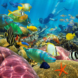 Fototapeta Do akwarium - Man underwater coral reef and tropical fish
