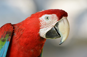 Wall Mural - scarlet macaw