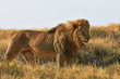 A lion  in the savannah