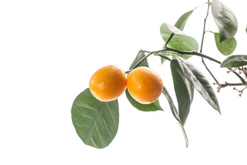 Canvas Print - kumquat