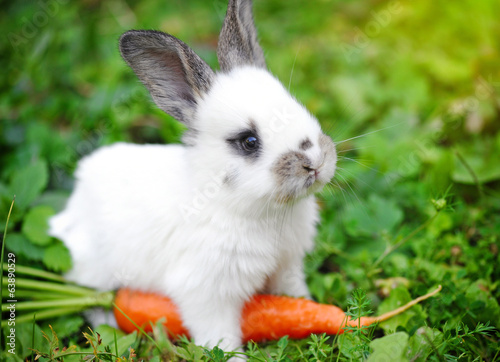 Plakat Śmiesznego dziecka biały królik z marchewką w trawie