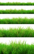 gorgeous green grass summer isolated on white background