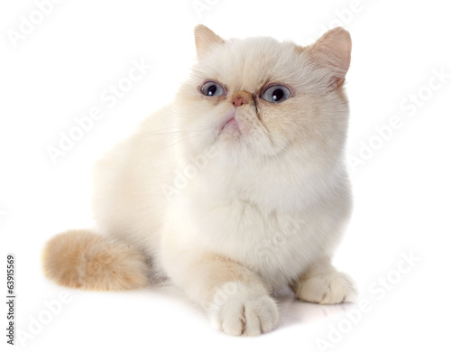 Exotic Shorthair Cat Buy This Stock Photo And Explore Similar