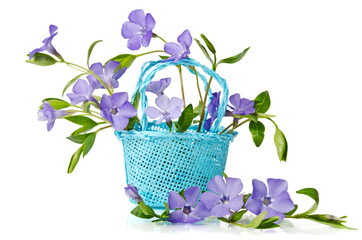 Blue basket with beautiful flowers periwinkle on a white backgro