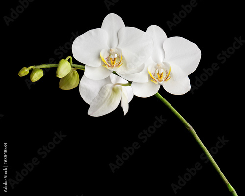 Dekoracja na wymiar  trzydniowa-biala-orchidea-na-czarnym-tle