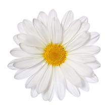 Chamomile Flower Isolated On White. Daisy. Macro