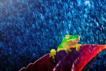 Small green tree frog sitting on red leaf in rain