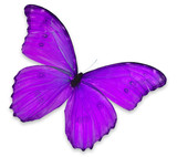 Fototapeta Motyle - Purple butterfly