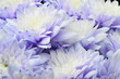Macro of white and blue flower aster