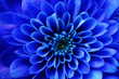 canvas print picture - Macro of blue flower aster