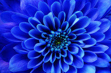 Macro Of Blue Flower Aster