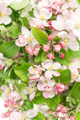 Wall Mural - blossoming of apple tree flowers. springtime