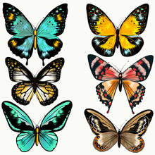 Collection Of Colorful Vector Butterflies For Design