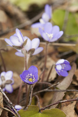 Sticker - Liverleaf, Hepatica nobilis