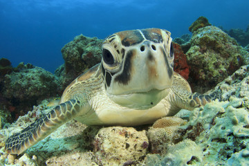 Wall Mural - Green Sea Turtle (Chelonia mydas)