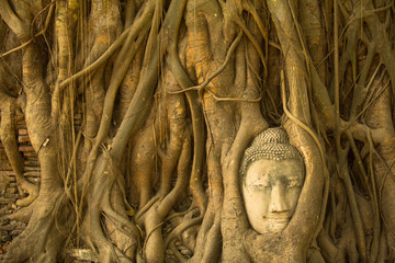 Buddha head in the roots of the tree