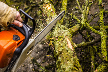 Wall Mural - Man sawing a log in his back yard