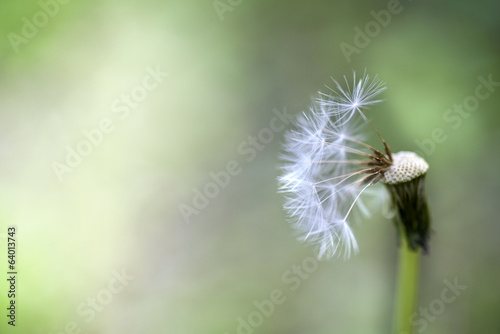 bialy-wiosna-dandelion-kwiat