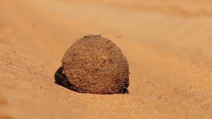 Sticker - Dung beetles rolling their sand covered dung ball