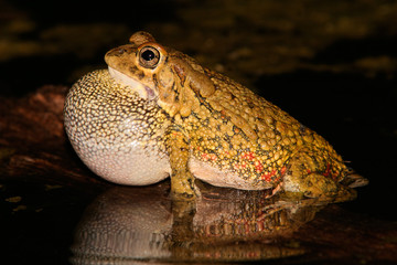 Poster - Olive toad calling