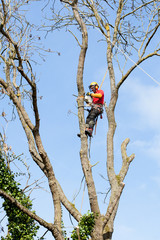 élaguer un arbre