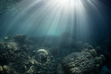 Coral Reef And Sunlight 6