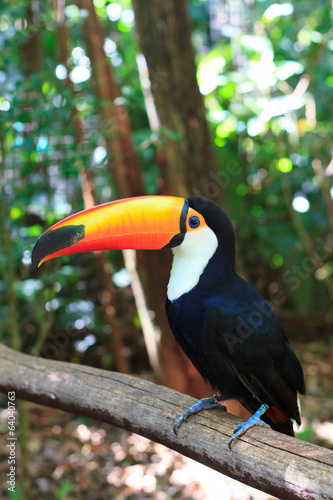 toco-toucan-common