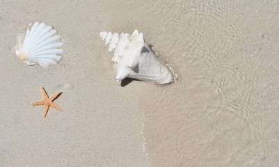 beach sand shell background conch and starfish on beach sandy copy space stock, photo, photograph, image, picture