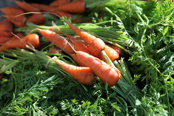 Wall Mural - garden carrots