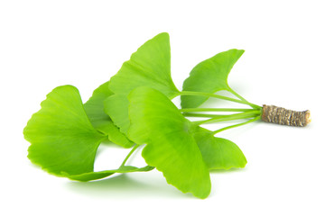 ginkgo biloba