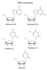 Sticker - Structural chemical formulas of  RNA nucleosides