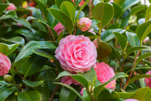 Pink Camellia Sasanqua Flower With Green Leaves