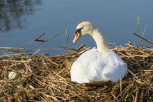 Mute Swan On Its Nest With Egg In Left Side