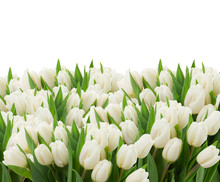 White Tulips