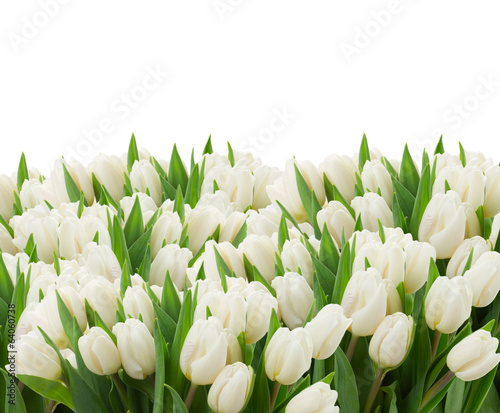 Tapeta ścienna na wymiar white tulips