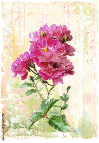 Fototapeta na wymiar vintage illustration of the pink roses