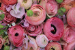Pink roses and ranunculus bridal bouquet