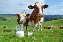 Milk And Cows. Emmental Region, Switzerland