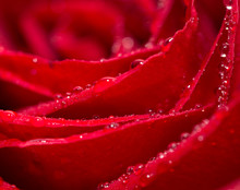 Water Drops On Roses. Macro