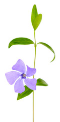 Fototapete - Beautiful periwinkle flower, isolated on white