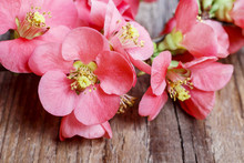 Flowering Quince (cydonia Oblonga)